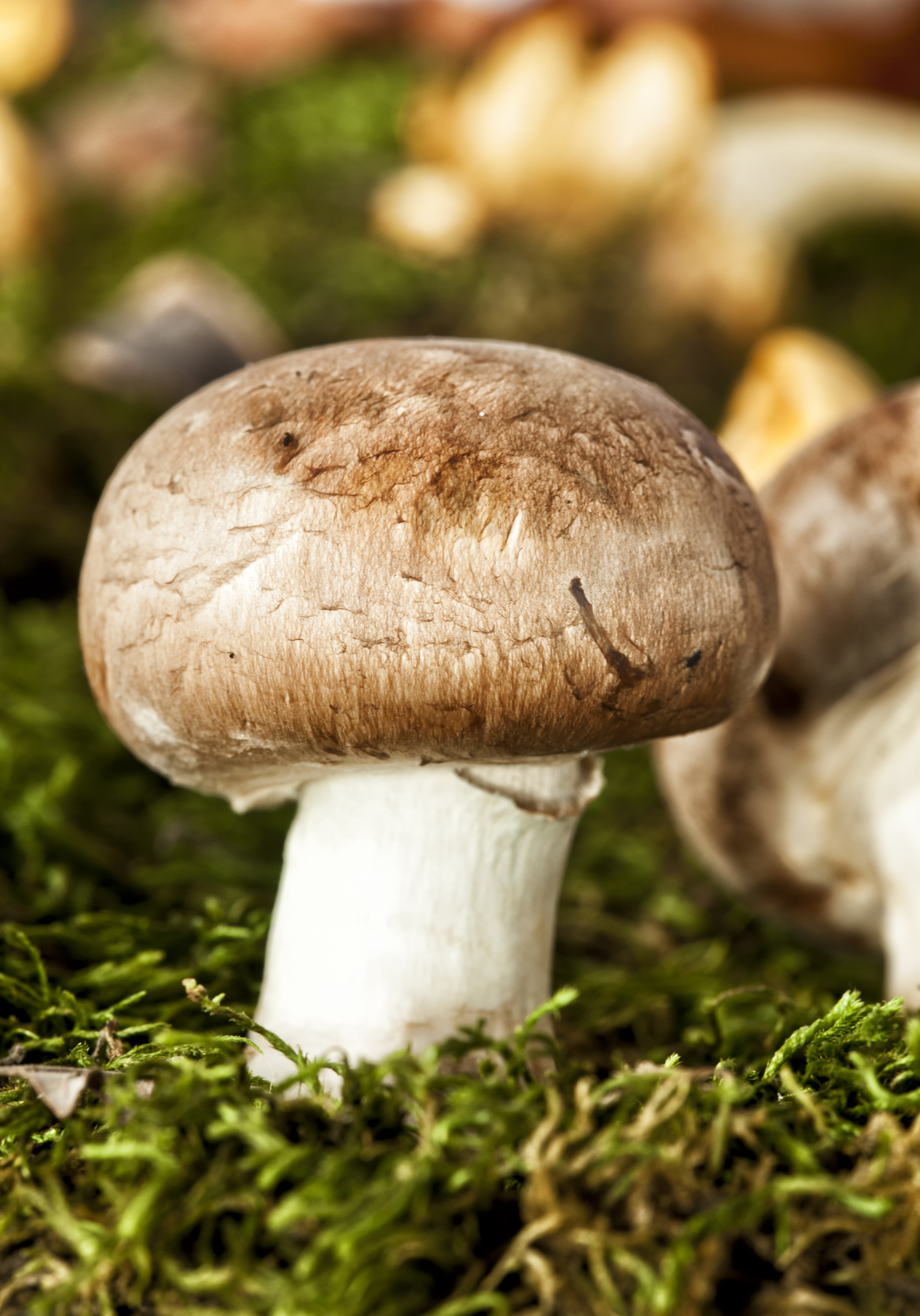 Agaricus blazei Murrill (ABM) – Vollspektrumpulver | Kontrollierter Anbau