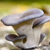 Pleurotus ostreatus – Austernpilz Vollspektrumpulver | Kontrollierter Anbau