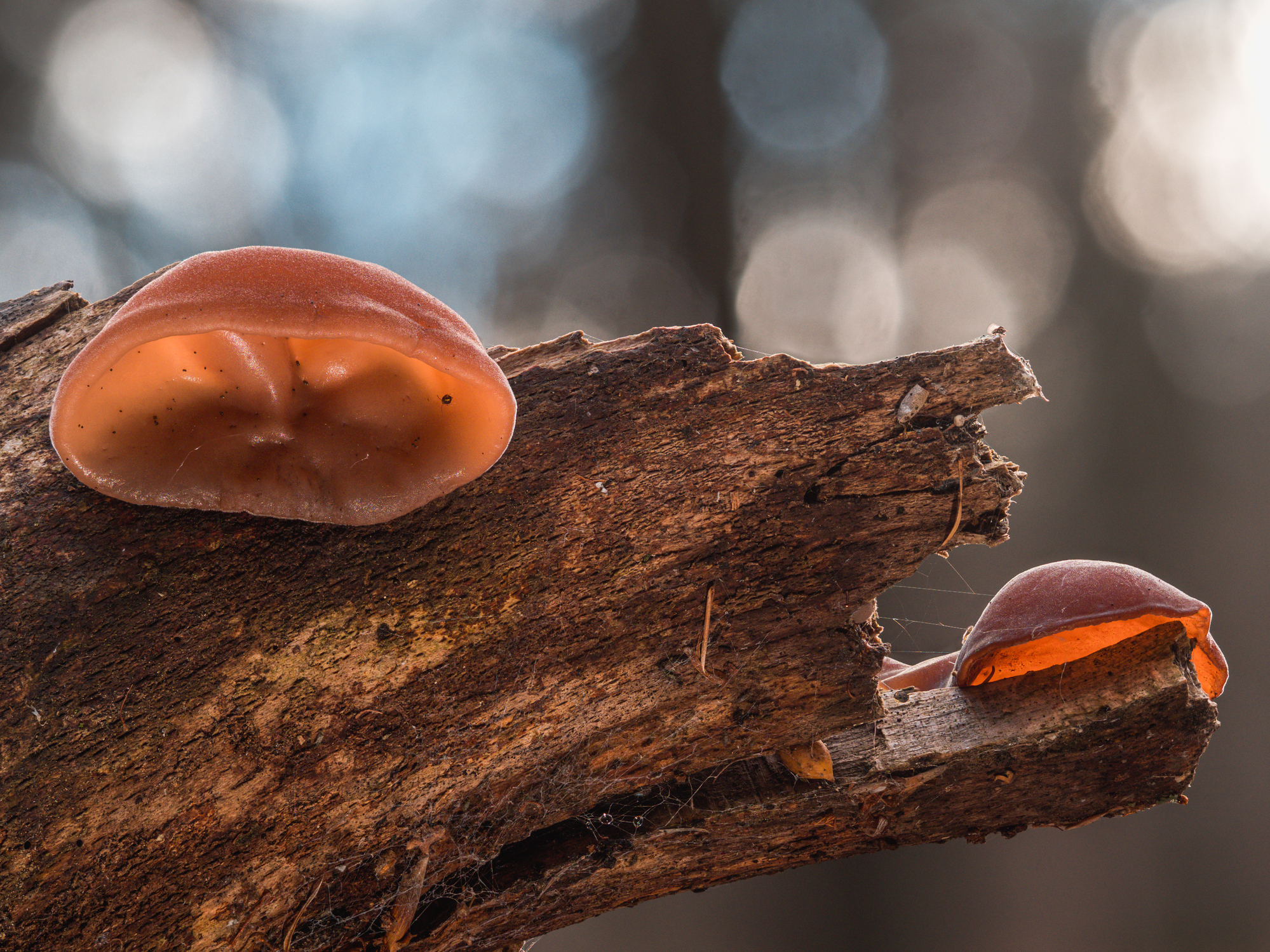 Auricularia auricula – Vollspektrumpulver | Kontrollierter Anbau