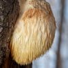 Hericium erinaceus – Löwenmähne Vollspektrumpulver | Kontrollierter Anbau