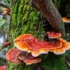 Reishi (Ganoderma lucidum) – Vollspektrumpulver | Kontrollierter Anbau