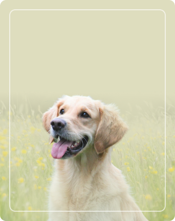 Kolloidale<br/>Mischungen