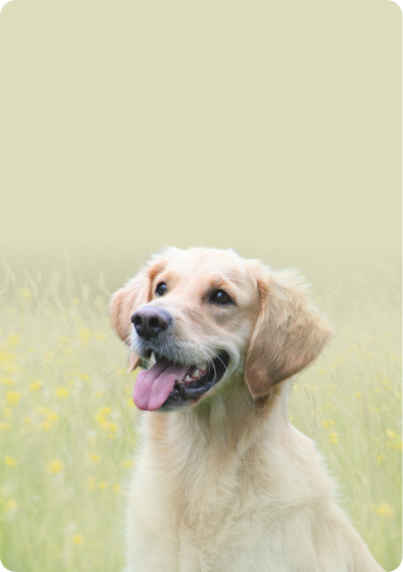 Kolloidale<br/>Mischungen