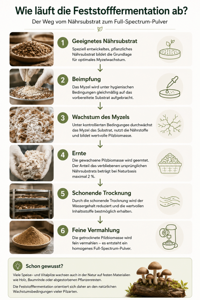 Infografik zur Feststofffermentation bei Vitalpilzen – vom Nährsubstrat über Myzelwachstum, Ernte und Trocknung bis zum Full-Spectrum-Pulver.